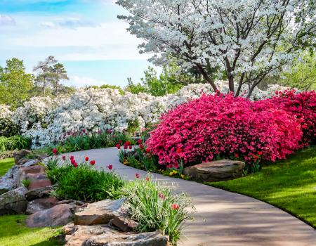 garden walkway with azalea bush