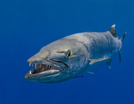 barracuda wrightsville beach