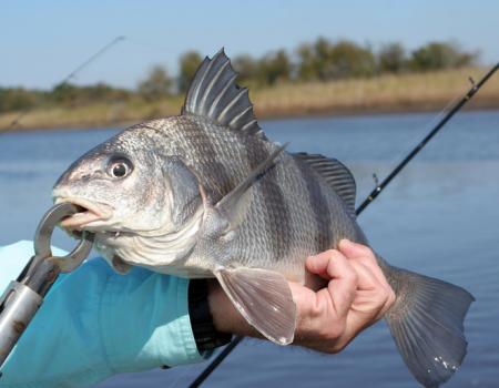 black drum fishing