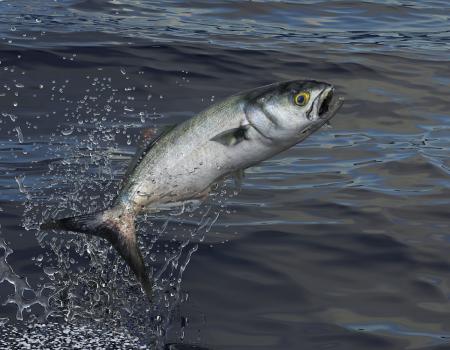 bluefish fishing