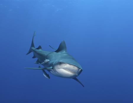 bull shark