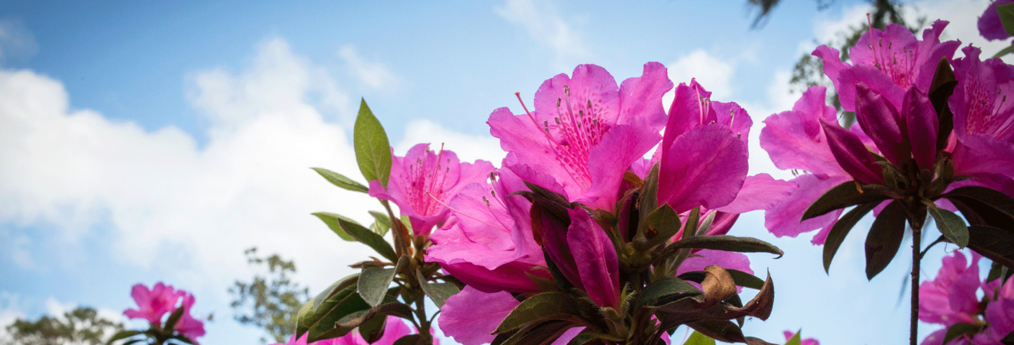 pink azaleas set against a blue sky