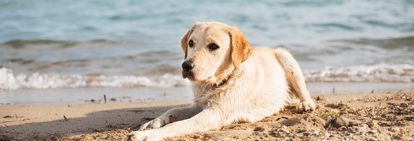dog on a beach