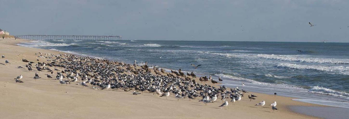 Beautiful view of Carolina Beach in North Carolina