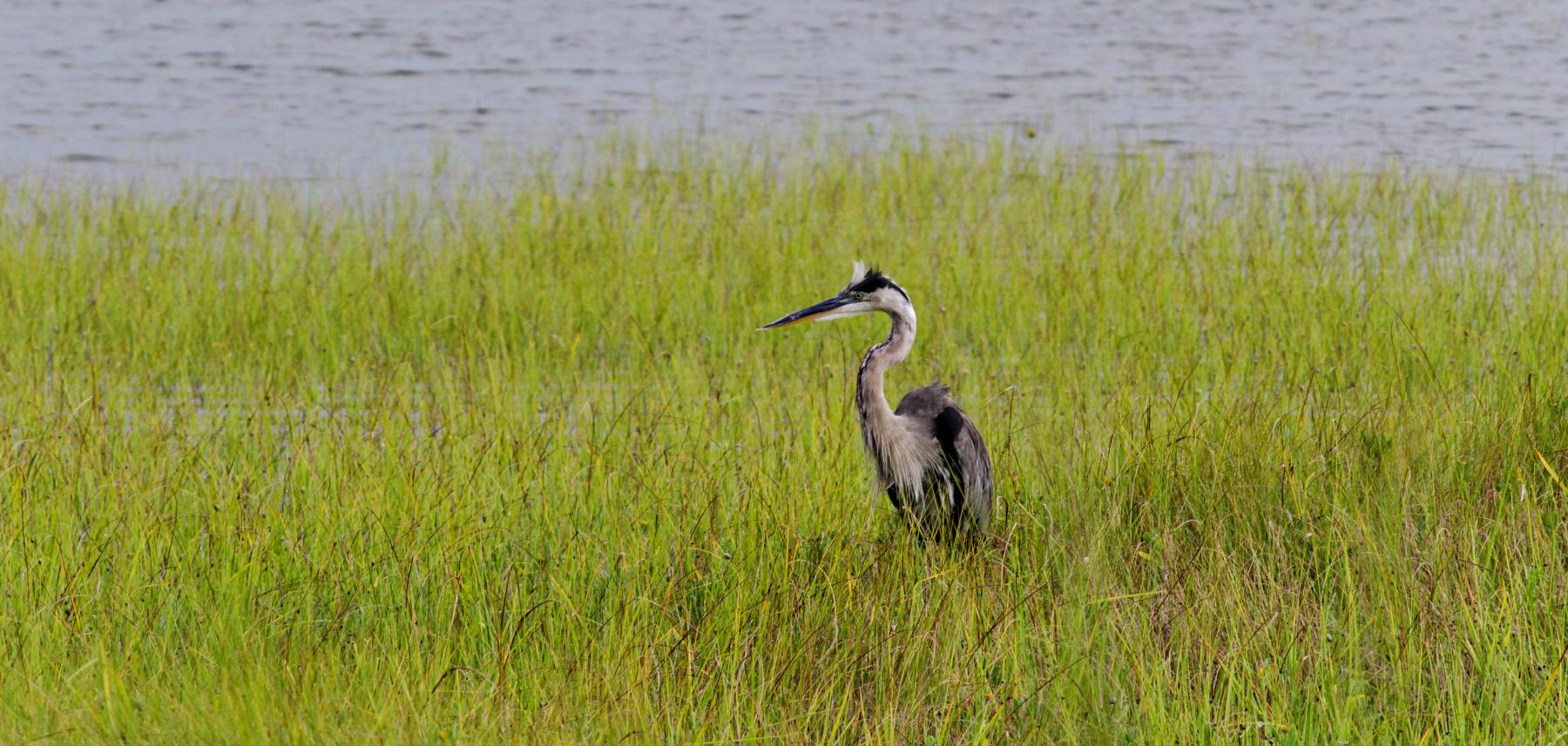 Wrightsville, Carolina & Kure Beach Rentals Bryant Real Estate