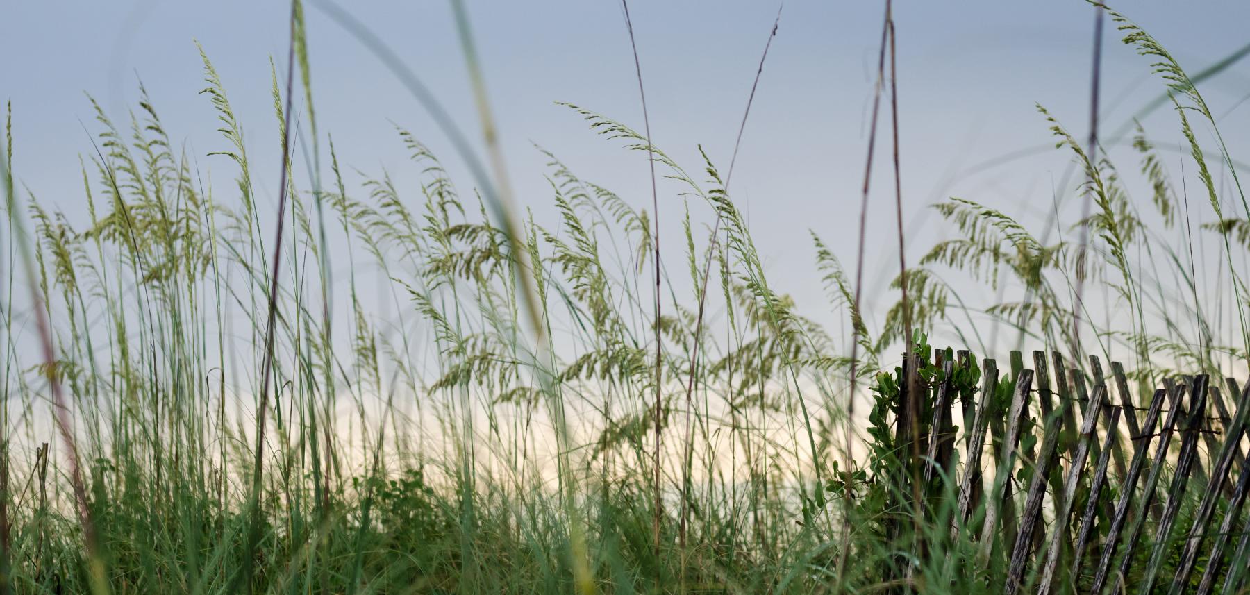 Sea Oat Fence North Carolina Beaches