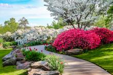 garden with blooming pink azaleas