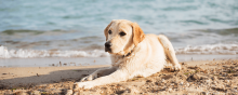 dog on a beach