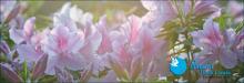 2017 Azalea Festival | Bryant Real Estate Wrightsville Beach, NC