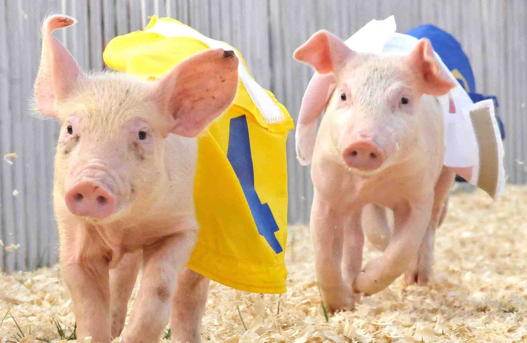 Pigs racing at a county fair