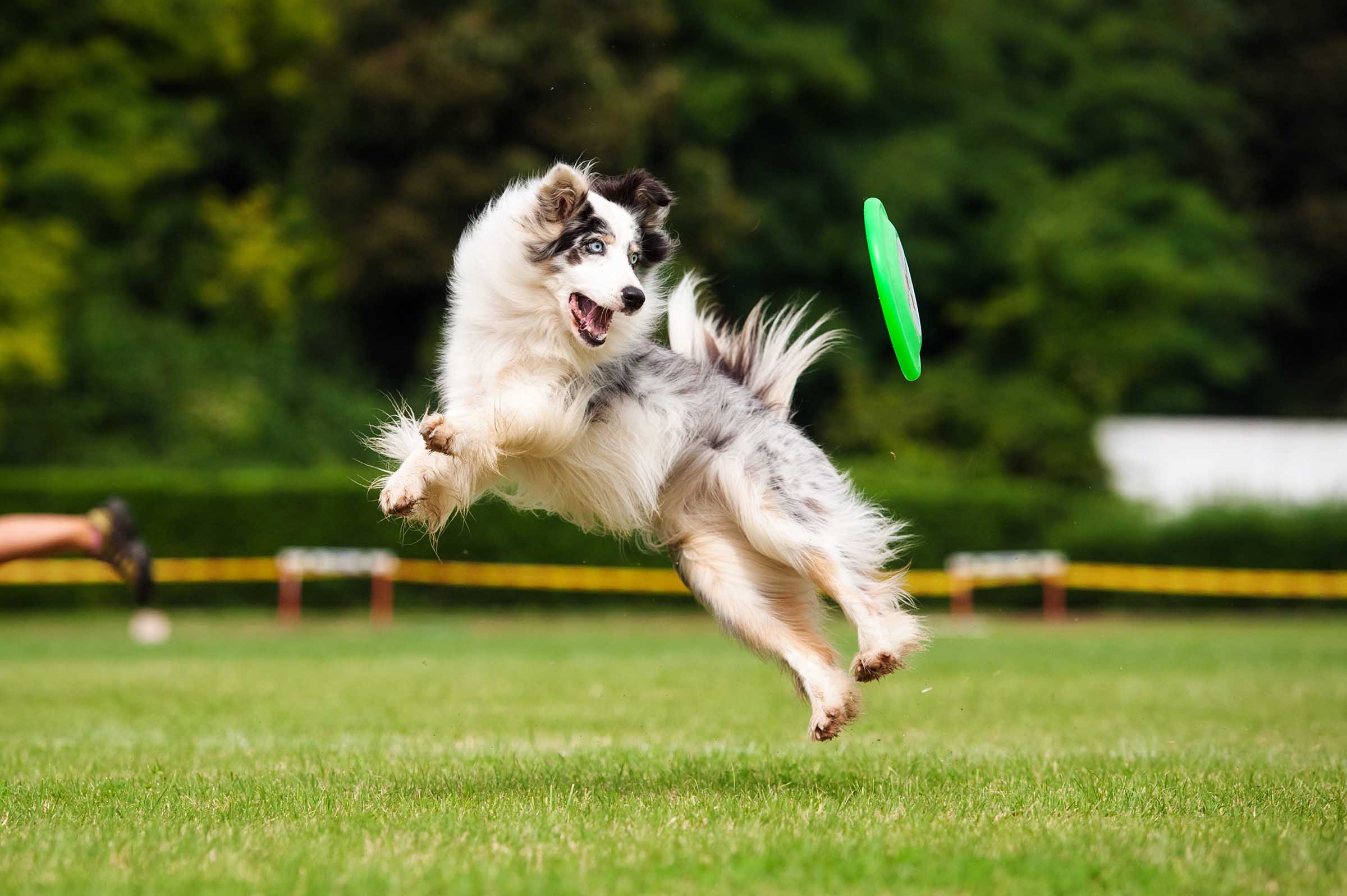 Dog flying through air to catch frisbee disc