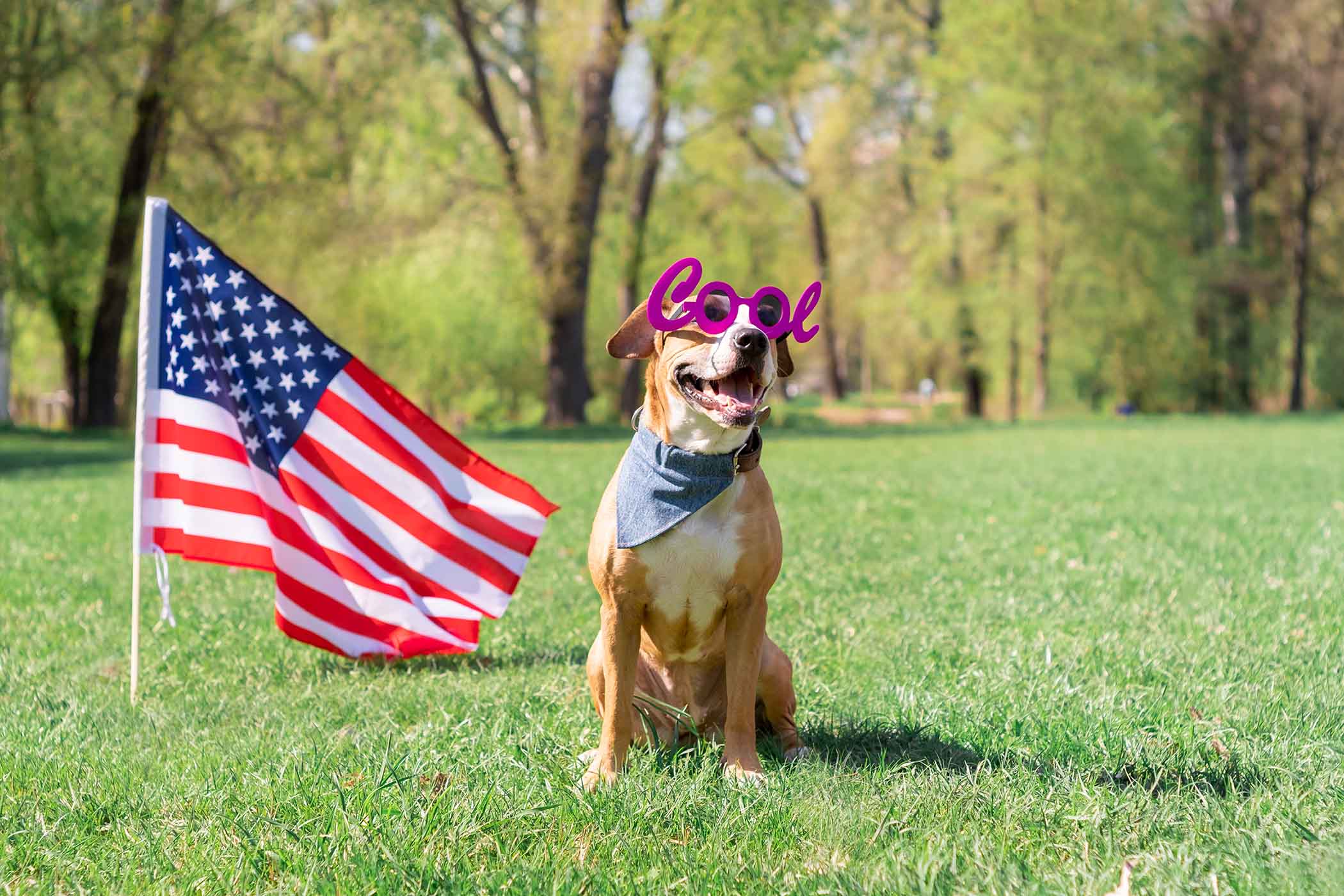 Best Dressed Dog with Funny Glasses