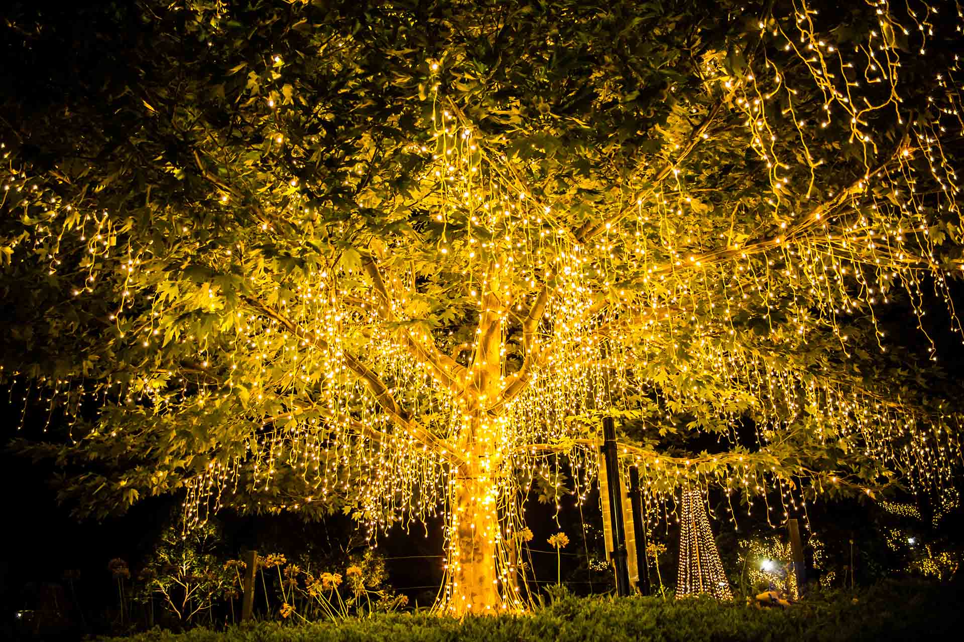 Beautiful tree covered in lights