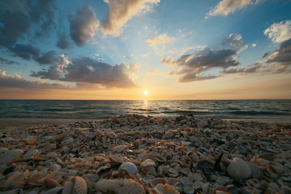 close up of sea shells on the beach