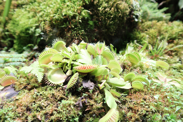 venus flytrap green swamp preserve